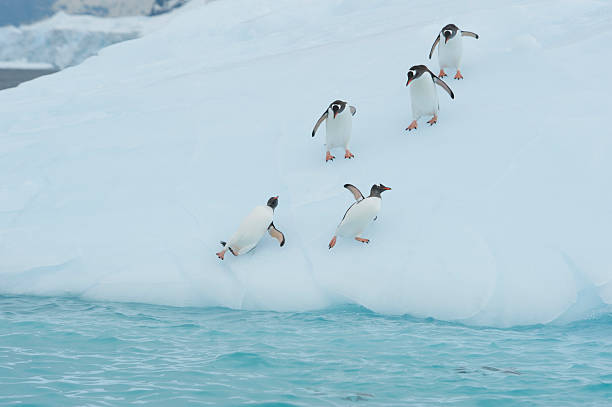 istock Gentoo Penguin  jump from the ice 522728496