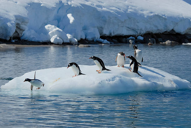 istock Gentoo Penguin  jump from the ice 522728620