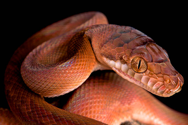 Amystine Python 140+ Amethyst Python Stock Photos, Pictures & Royalty-Free Images - iStock