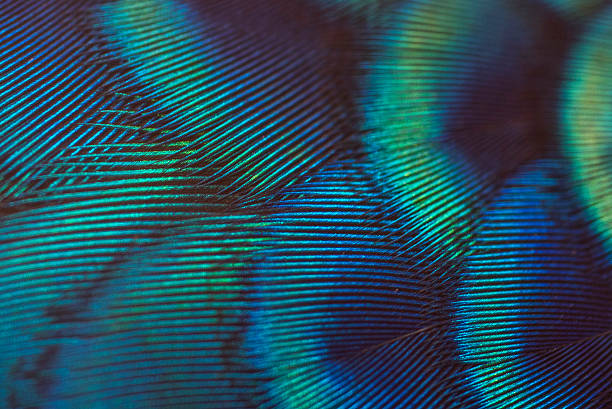 primer plano pavo real plumas de ganso - animal hair animal bristle close up fotografías e imágenes de stock