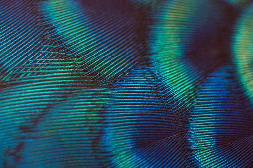 Close-up of a beautiful peacock feather pattern.