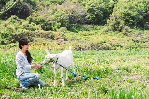 Woman feeding her pet goat outdoors in a field. Okayama, Japan. April 2016