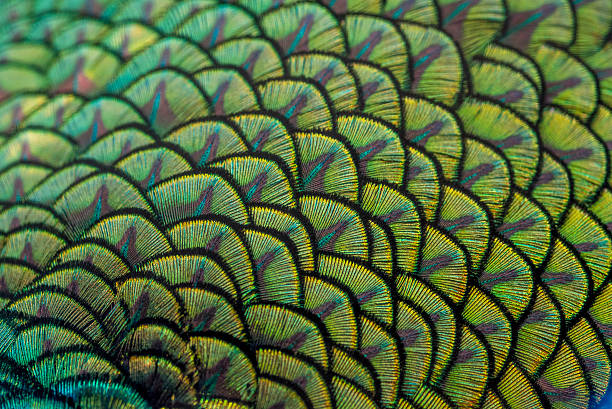 close-up de penas de pavão - closed multi colored macro equipment - fotografias e filmes do acervo