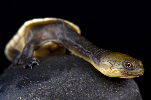 The Snake-necked turtle (Chelodina oblonga) has an extremely long neck used in catching prey. They are found on New Guinea.