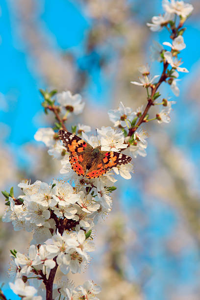 istock Butterfly on a branch of sakura tree 522730870
