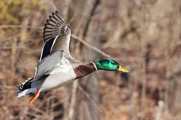 istock Male Mallard Duck 522731000