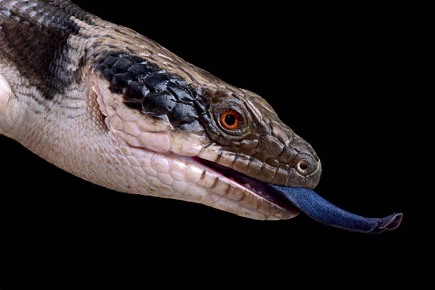 istock Western blue-tongued skink (Tiliqua occipitalis) 522731126