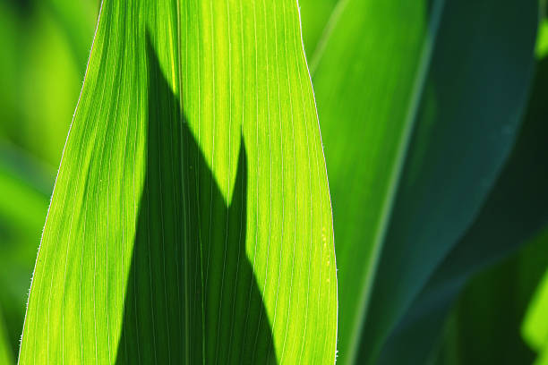 corn leaves stock photo