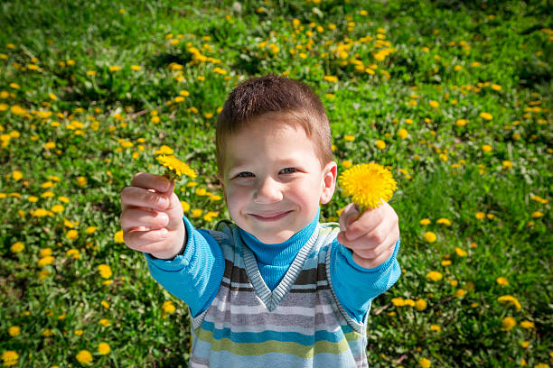 istock Little boy with bunch of dandelions 522732306