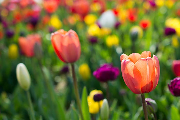 istock tulips of various colors in nature in spring 522732550