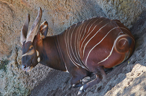 Mindoro dwarf buffalo (Bubalus mindorensis) is resting in a shadow.