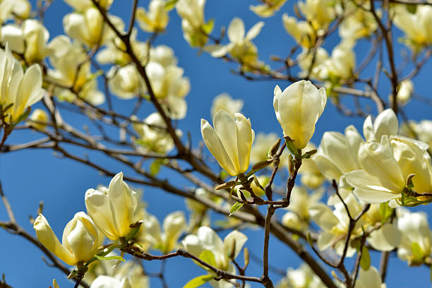 magnólia de pássaro amarelo - sweet magnolia tree blossom white - fotografias e filmes do acervo