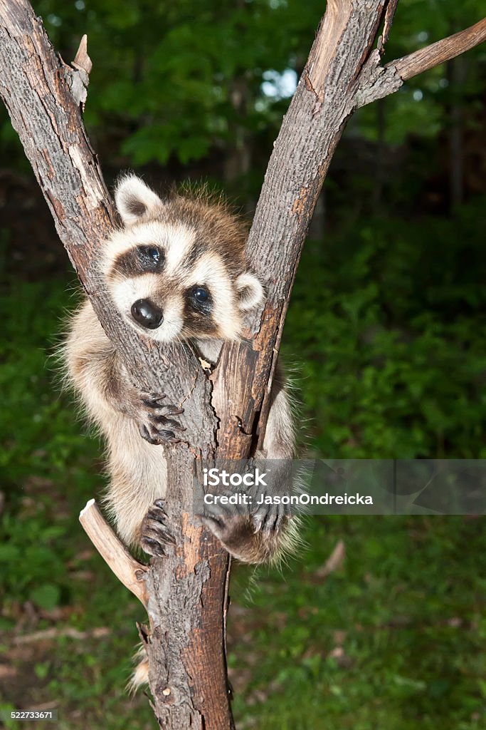Baby Raccoon A Baby Raccoon learning to climb. Aggression Stock Photo