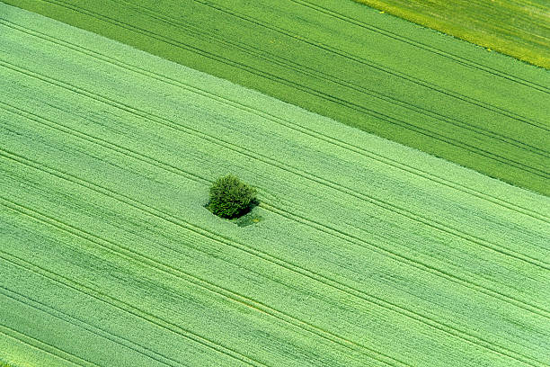 istock Aerial View of Lanoly Tree in Meadows 522734102