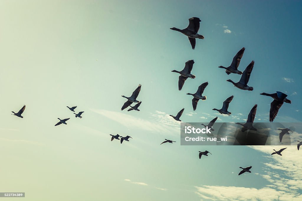 Gansos - Foto de stock de Pájaro libre de derechos