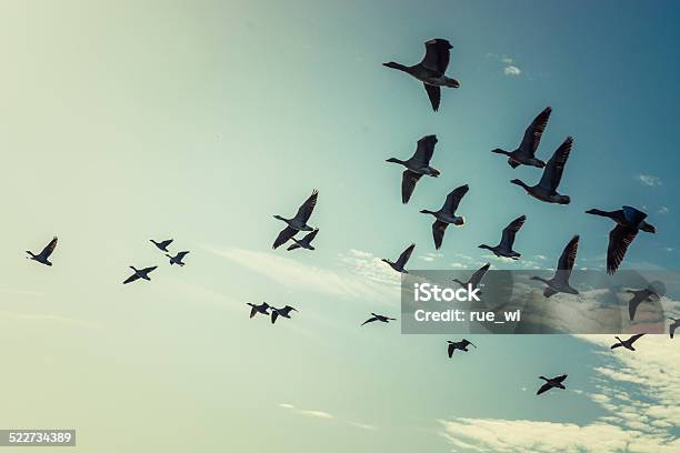 Gansos Foto de stock y más banco de imágenes de Pájaro - Pájaro, Naturaleza, Migración animal