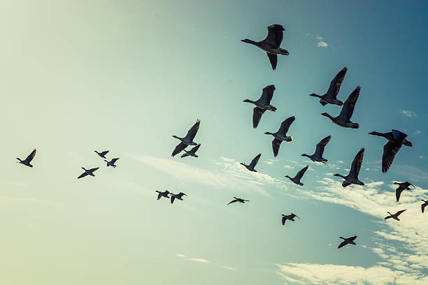 Geese Large group of flying geese goose bird stock pictures, royalty-free photos & images