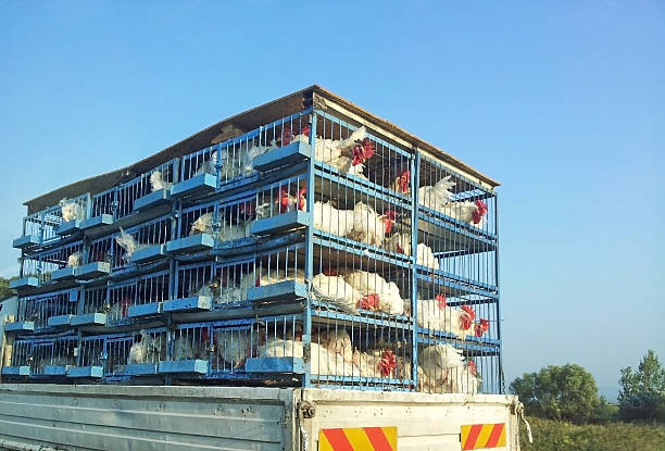 Chicken production company transporting the cages