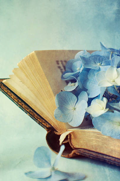 istock Hortensia flower on the open book 522735173