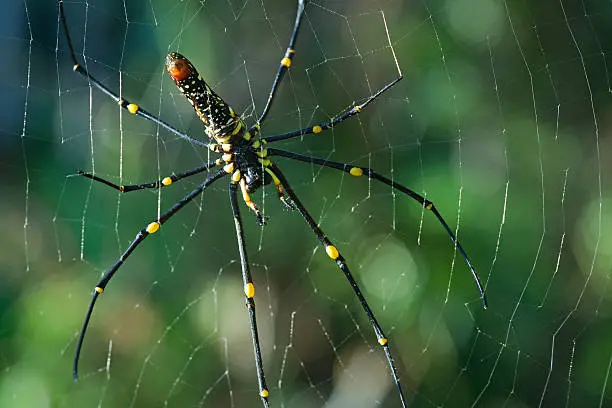 Garden spider