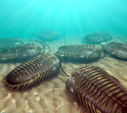 An illustration of trilobites moving about on the bottom of a warm Paleozoic sea. 