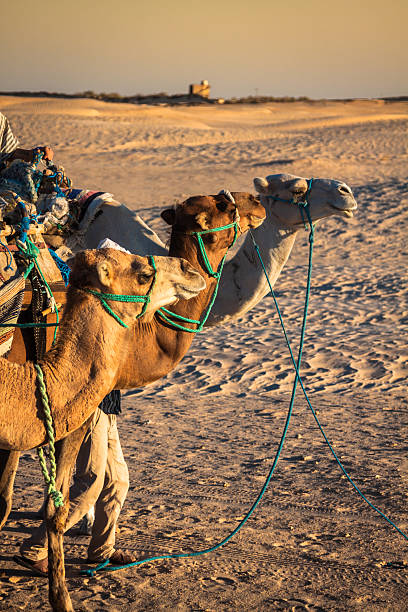 Beduins leading tourists on camels at short tourist tour around Beduins leading tourists on camels at short tourist tour around the beginning so called Doors of Sahara desert,Douz,Tunisia tunisia sahara douz stock pictures, royalty-free photos & images