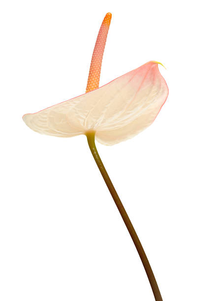 rosa anthurium - spadice foto e immagini stock