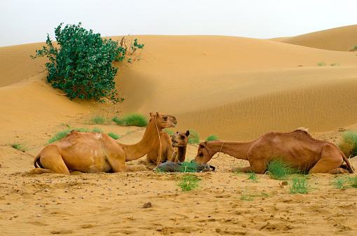feeding camels  during a desert safari pause