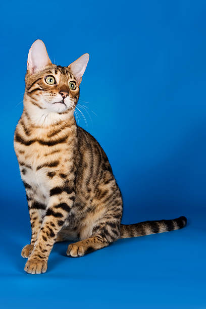 istock Striped red cat on a blue background bengal 522736542