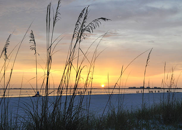 해질녘까지 fort myers 비치-플로리다 - sea oat grass 뉴스 사진 이미지