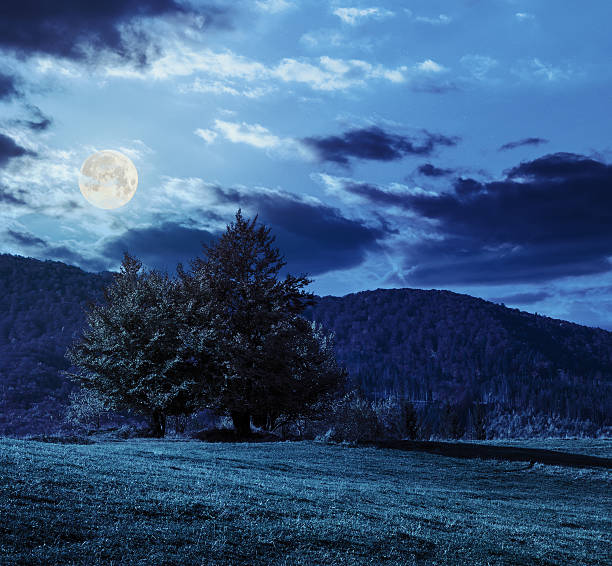 istock tree near valley in mountains  at night 522736793