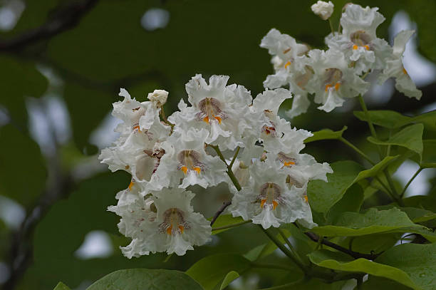 istock Close up of Indian Bean Tree flowers 522737559