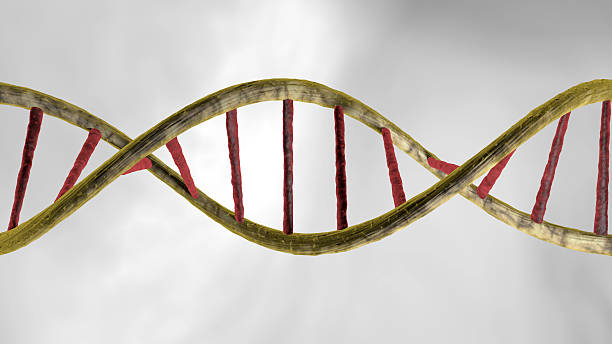 istock very detailed Realistic DNA over white background, 522737686