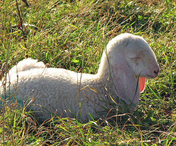 istock lamb lying in the Sun on the lawn 522738611