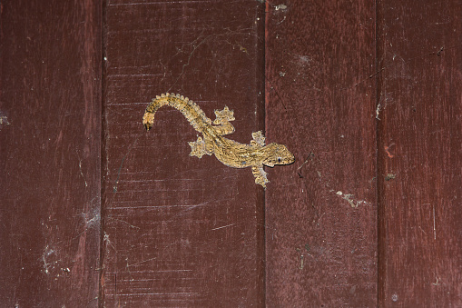 Flying gecko or parachute gecko (Ptychozoon) on the wooden wall, flash fired