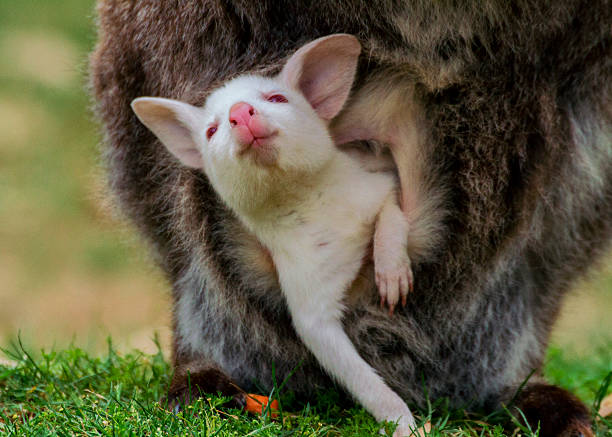 istock Albino baby bennett's wallaby 522738781