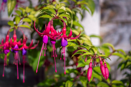 Fuchsia is a beautiful, exotic and fascinating flower with striking two-tone colors, which is in bloom more or less continuously from summer to autumn. Commonly grown in hanging basket, they are lantern-like flower in multi-colors such as red, pink, purple, orange and white. The flowers have four long, slender sepals and four shorter petals. In many species, sepals are bright red and the petals are purple, but the color can vary.\nThe fruit is a small reddish green, red or purple berry, containing numerous small seeds.