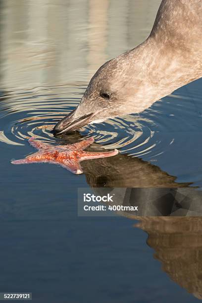 Western Gull And Starfish Stock Photo - Download Image Now - Animal Body Part, Animal Eye, Animal Mouth