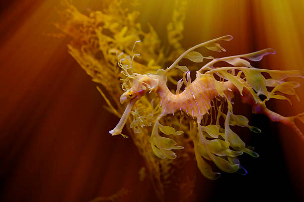 Leafy Seadragon The leafy seadragon or Glauert's seadragon, is found along the southern and western coasts of Australia. The name is derived from the appearance, with long leaf-like protrusions coming from all over the body. These protrusions are not used for propulsion; they serve only as camouflage. seadragons photos stock pictures, royalty-free photos & images