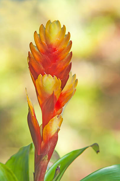 bromélia - flower head botany florist forest photos et images de collection
