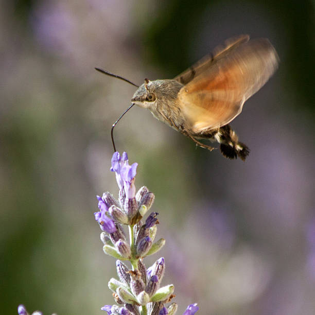 Lateral view of an unknown species of hummingbird hawk-moth, feeding on a lavender flower. The resemblance with a hummingbird that also feeds while flying stationary in front of a flower, is striking.