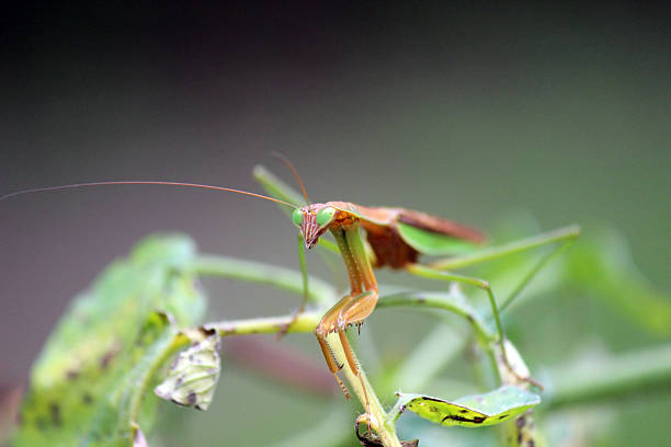 istock Close-up of Praying Mantis perched on Tomato Plant 522739639