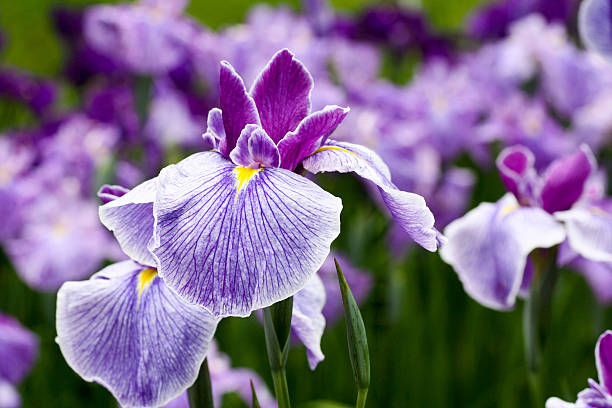 purple iris flowers purple iris flowers taken in Tokyo, Japan iris plant stock pictures, royalty-free photos & images