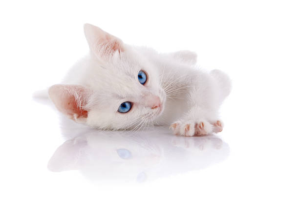 istock The white kitten with blue eyes lies on a white background. 522740442