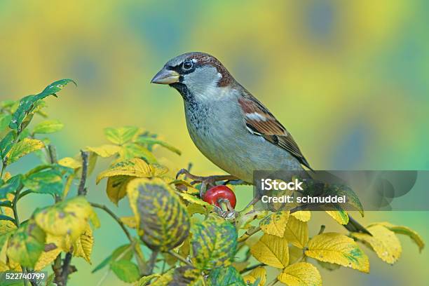 Sparrow In Autumn Stock Photo - Download Image Now - Animal, Animal Body Part, Animal Eye