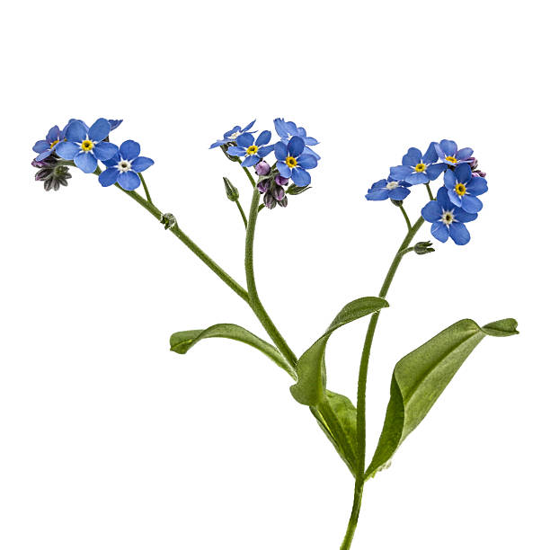 istock Light blue flowers of Forget-me-not (Myosotis arvensis), isolate 522742344