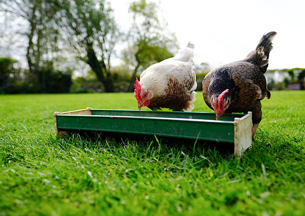 Pair of hungry hens eating from a feeder Pair of hungry hens eating from a feeder, in a domestic garden setting. chickens in the poultry yard eating stock pictures, royalty-free photos & images