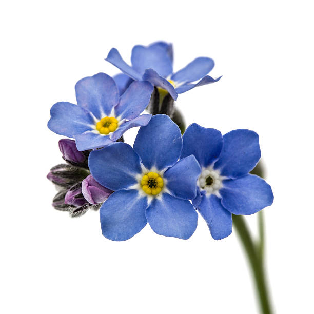 istock Light blue flowers of Forget-me-not (Myosotis arvensis), isolate 522742738