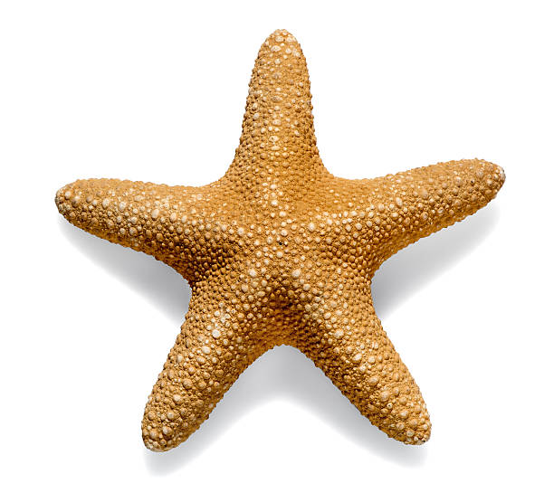 istock Dried sea star or starfish on white 522743342