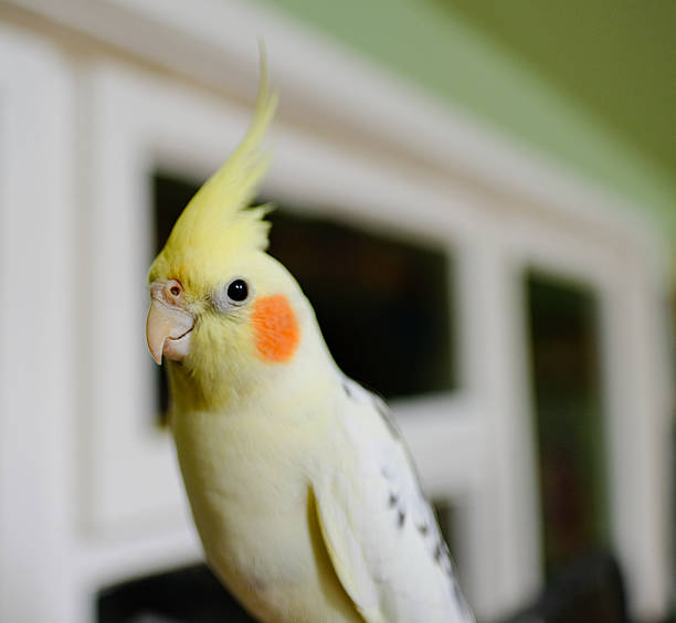 istock Young male Cockatiel bird 522743900